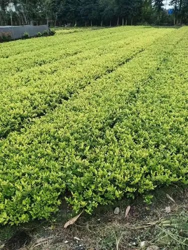 高密最大的智慧城市是哪个